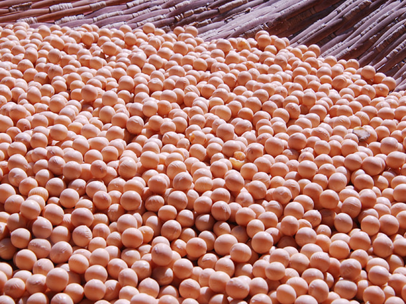 大豆黃曲霉素怎么測(cè)